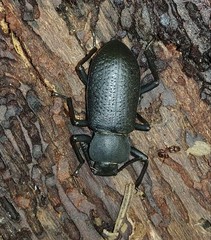 Iphthiminus serratus