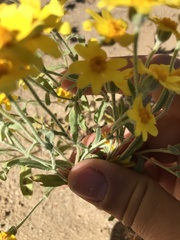 Eriophyllum ambiguum