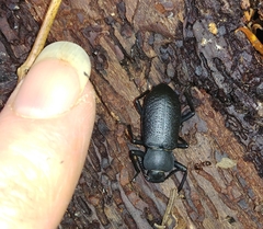 Iphthiminus serratus