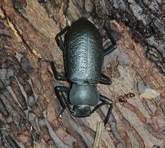 Iphthiminus serratus