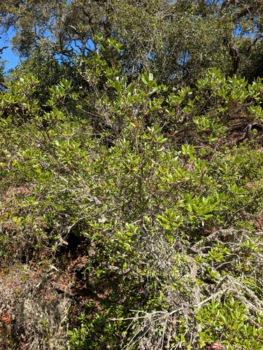 Comarostaphylis diversifolia, photograph 6