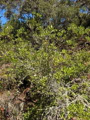 Comarostaphylis diversifolia, photograph (c) Aaron Kreisberg, some rights reserved (CC BY)