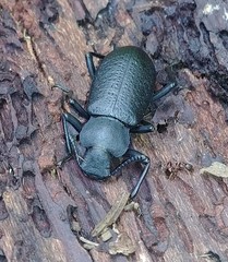 Iphthiminus serratus