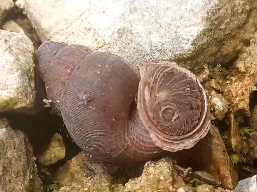 Clydonopoma