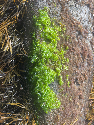 Ulva californica, 2026-09-10