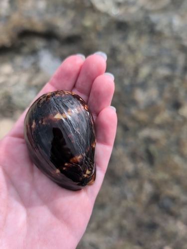 Cypraea mauritiana observed 2026-09-10