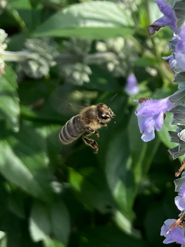 Western Honey Bee