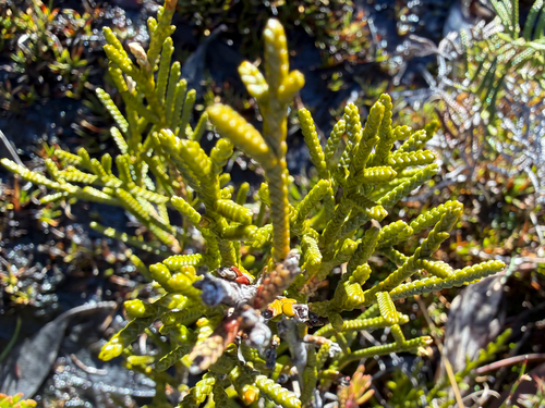 Microcachrys tetragona observed 2026-08-15