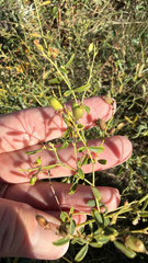 Pediomelum tenuiflorum, photograph (c) Jane Weeden, some rights reserved (CC BY)