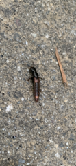 Platydracus cinnamopterus
