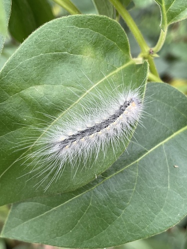 Fall Webworm Moth