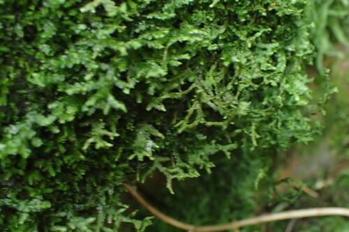 Porella cordaeana, 2026-09-06