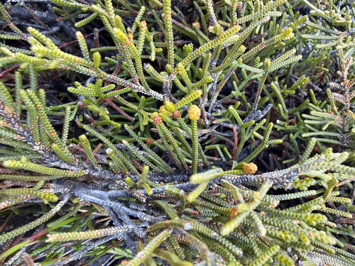 Microcachrys tetragona observed 2026-08-15