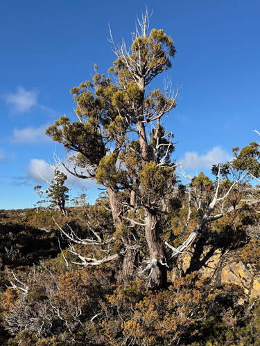 Athrotaxis cupressoides observed 2026-08-15