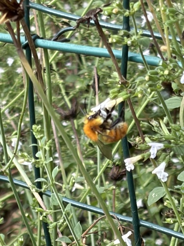 Common Carder Bumble Bee