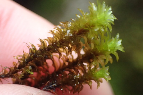 Scouleria aquatica observed 2026-09-06