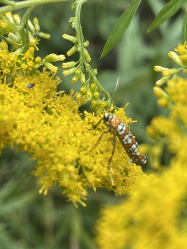 Ailanthus Webworm Moth