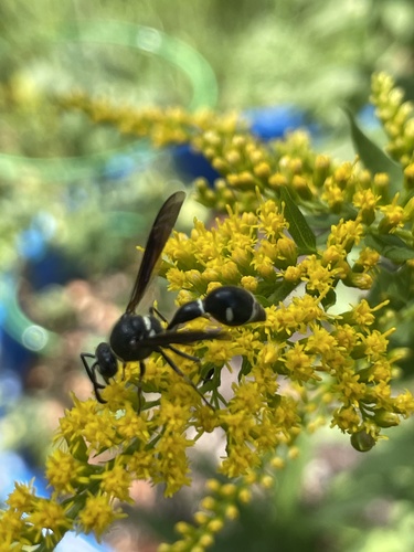 Fraternal Potter Wasp