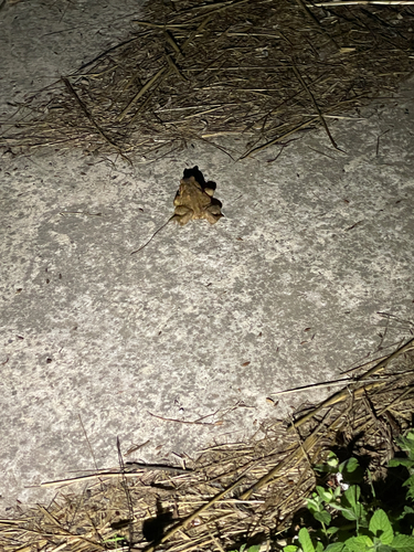Spiny Toad