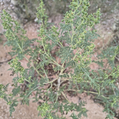 Ragged Marsh-elder