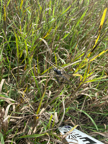 American Pelecinid Wasp