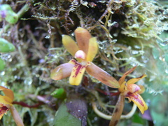 Maxillaria acutifolia