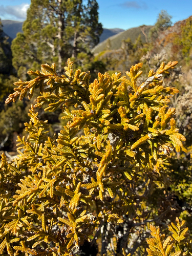 Diselma archeri, 2026-08-15