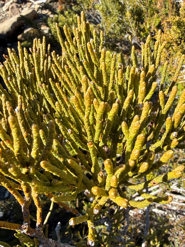Athrotaxis cupressoides observed 2026-08-15