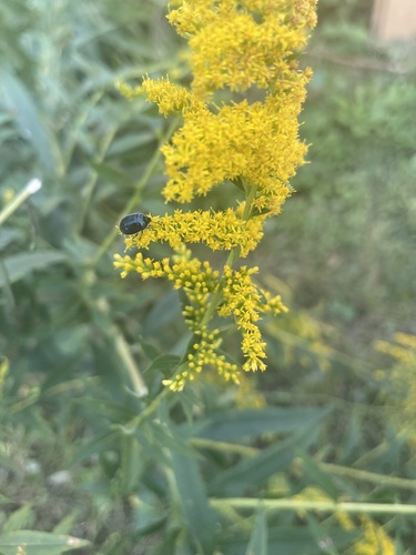 White-margined Burrowing Bug