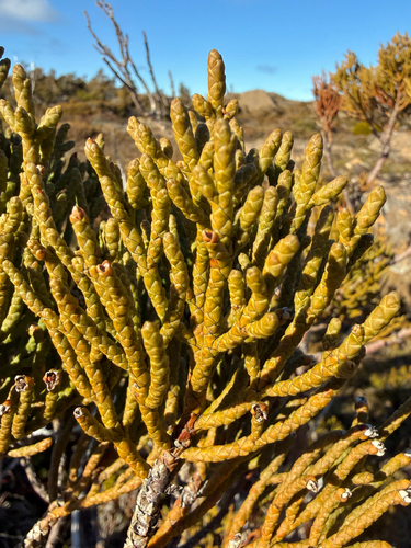 Athrotaxis cupressoides observed 2026-08-15