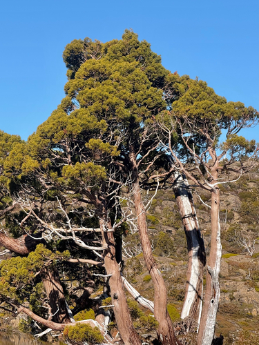 Athrotaxis cupressoides observed 2026-08-15