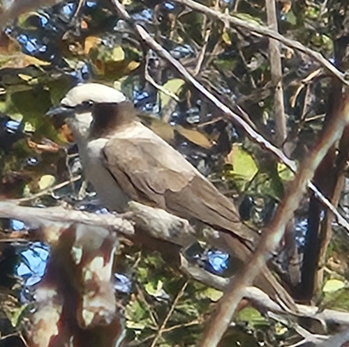 Western White-crowned Shrike