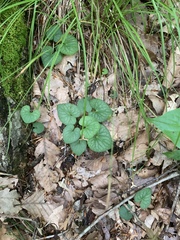 Viola walteri