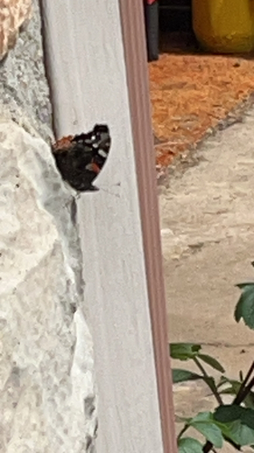 Red Admiral