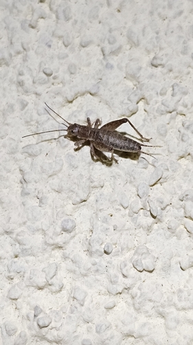 Hairy Scale-cricket