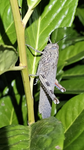 Egyptian Bird Grasshopper