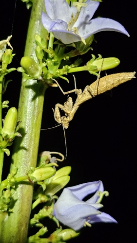 Grey Mantis