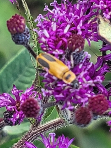 Goldenrod Soldier Beetle
