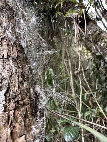 Tillandsia complanata, photograph 2