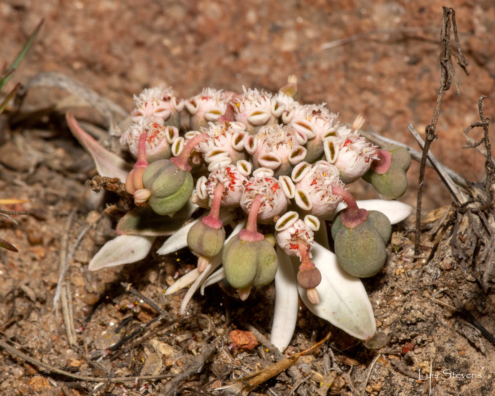 Euphorbia radians