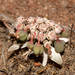 Sun Spurge - Photo (c) Luis Stevens, some rights reserved (CC BY-NC), uploaded by Luis Stevens
