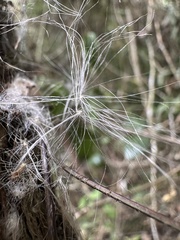 (c) Nicolás Baresch Uribe, some rights reserved (CC BY) Tillandsia complanata, photograph (c) Nicolás Baresch Uribe, some rights reserved (CC BY)