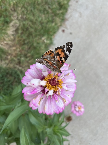 Painted Lady