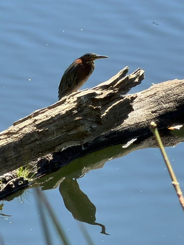 Green Heron