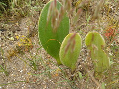 Haemanthus unifoliatus