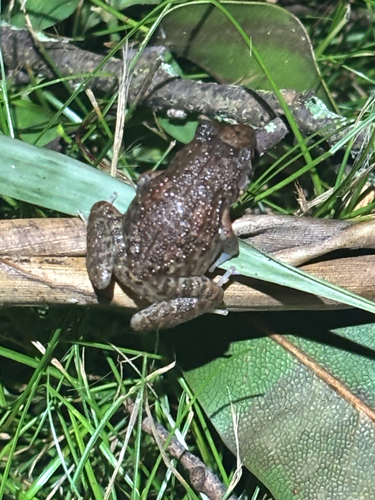 Eleutherodactylus planirostris observed 2026-09-09
