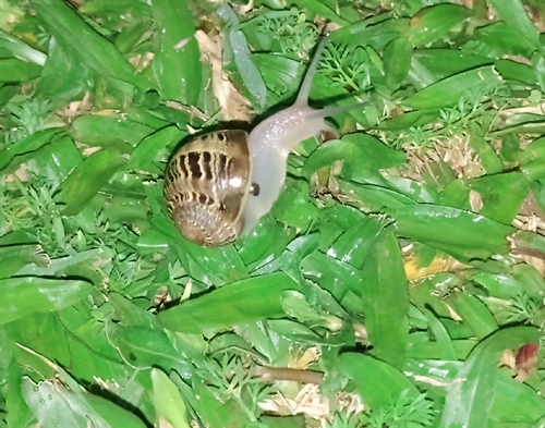 Garden Snail