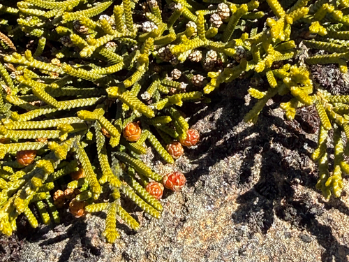 Microcachrys tetragona observed 2026-08-15