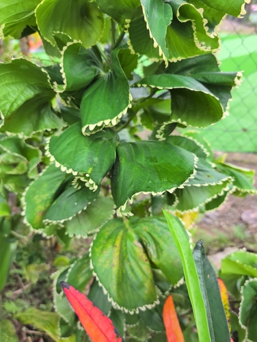 Copperleaf