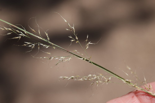 Muhlenbergia trifida, 2026-09-10